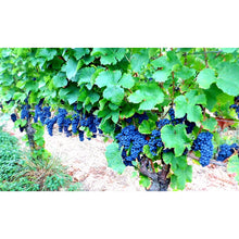 Laden Sie das Bild in den Galerie-Viewer, Weingut Gallushof